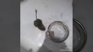 Купание белочки дегу:-):-)