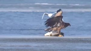 Арёл паймал болшую рыбу жесть