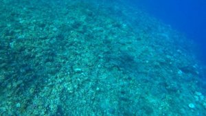 Риф в ONATTI Beach Resort Marsa Alam ex Otium Senses Onatti. Онатти бич резорт. Онати КогДА ЖаРА
