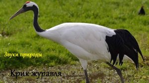 Крик журавля. Звуки природы