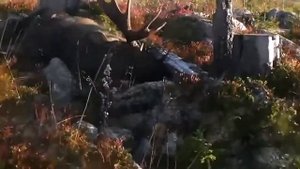 Охота на лося #2  Охота на вабу