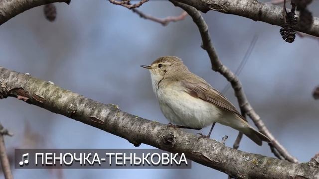 Phylloscopus collybita 2986 02 смотреть онлайн