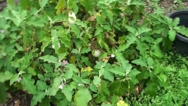 Allotment or vegetable garden walkthrough subtropical end of May almost winter смотреть онлайн