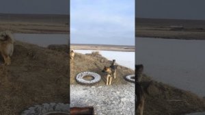 «Хонишон-будни»