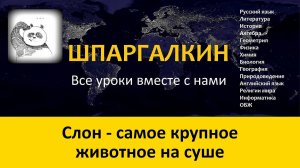 Слоны: описание, образ жизни, распространение