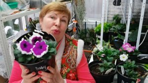 Когда буду сеять ПЕТУНИЮ? Какие серии и сорта выберу?