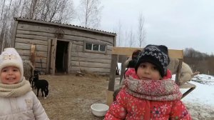 ЗАВЕЛИ КОЗУ / СТАНОК ДЛЯ ДОЙКИ / Хутор Загайки
