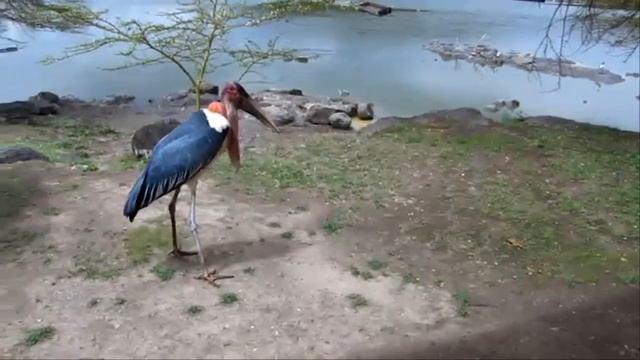 Птицы с Самым Большим Размахом Крыльев. ТОП 10 смотреть онлайн