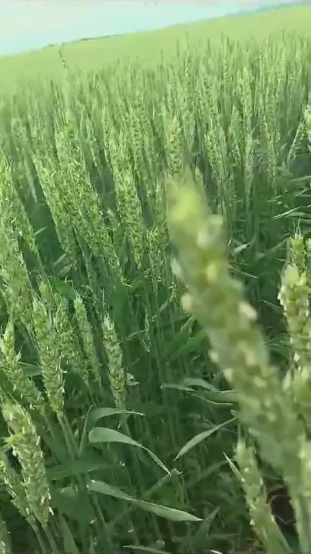 Как цветет пшеница?