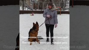 Как научить собаку не тянуть поводок