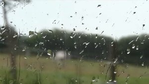 лошади под дождём