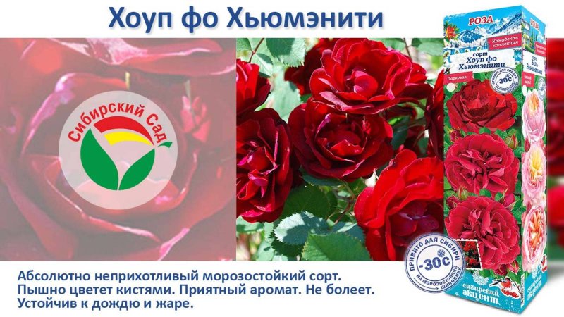 Роза Хоуп фо Хьюмэнити (Канадская/Парковая) от Агрофирмы "Сибирский сад"