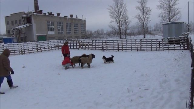 Как Спот овец пас смотреть онлайн