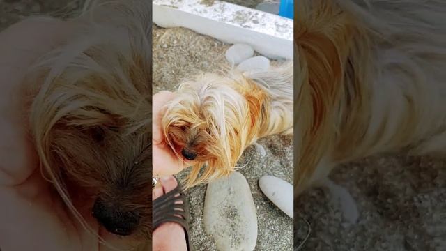 Evil dog #сочи #сигурд #собака #пляж смотреть онлайн