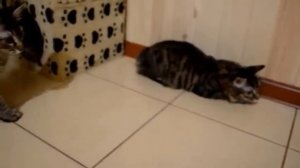 Котята курильского бобтейла (кошечки, 4 месяца)
