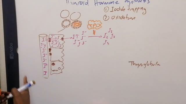 Thyroid Hormone Synthesis and disordersPart 1B