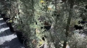 Cupressus arizonica fastigiata | Кипарис Аризонский пирамидальный