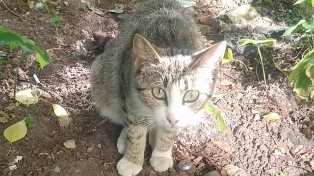 Как мы отлавливаем котят, а вороны думают, что помогают избавляться от кошек смотреть онлайн