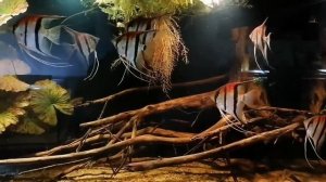 Биотопный аквариум с P. scalare Manacapuru и Mikrogeophagus altispinosus от Sławek Mrożkiewicz