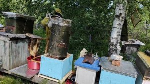 Пчеловодство. Роеловство. Ловля бродячих роев. Рой гигант попался  в ловушку дуплянку.  #Роеловство