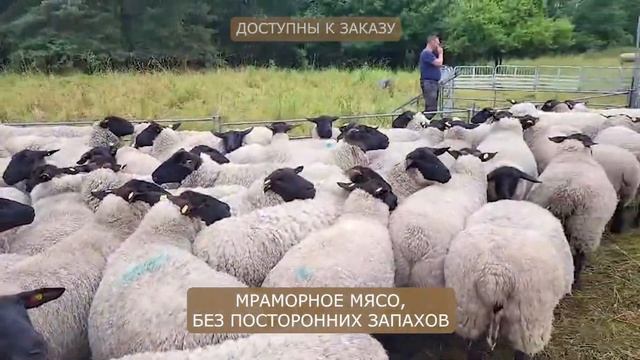 Идеальная порода овец для разведения — Суффолк! Лучшие мясные бараны! С чего начать овцеводство? смотреть онлайн