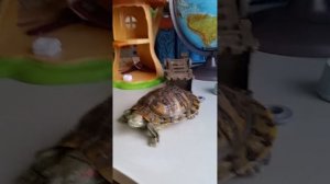 Морская   черепашка  по  имени   Наташка