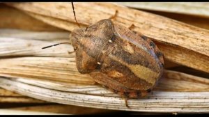 Биология 5 класс искусственные сообщества