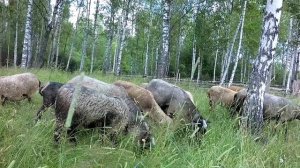 ПРИЕХАЛИ И НЕ БОРЗЕЮТ! ПОПОЛНЕНИЕ В ХОЗЯЙСТВЕ.