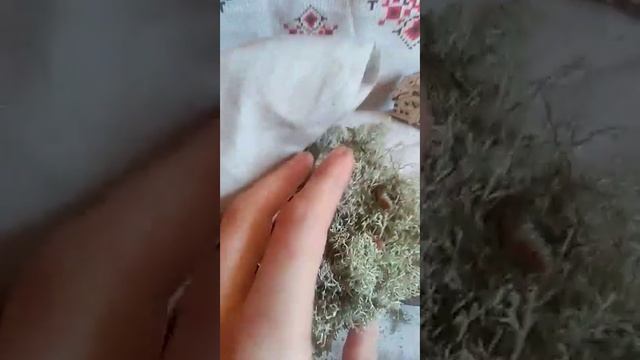 Два растения которые поднимут Ваш иммунитет и помогут противостоять вирусам, включая коронавирус.