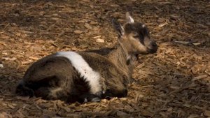 Звуки сельских животных корова и козёл / Звуки козла и коровы