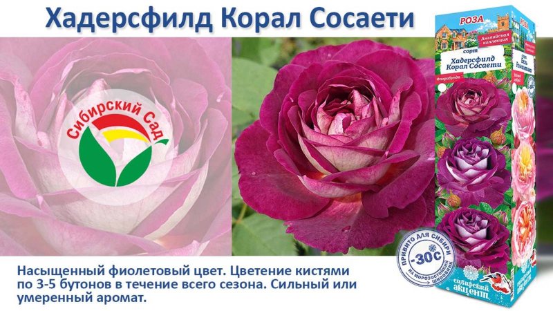 Роза Хадерсфилд Корал Сосаети (Флорибунда) от Агрофирмы "Сибирский сад"