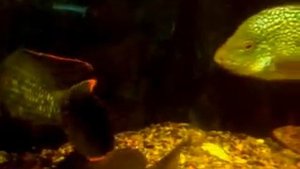 Никарагуанская цихлазома