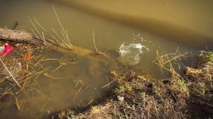 Раздача щуки и плотвы. Микроджиг и Мормышинг. Nano One Air и Sub Zero