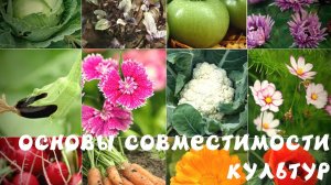 Основы совместимости культур