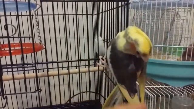 Как приручить попугая к рукам? Попугай Яша! смотреть онлайн