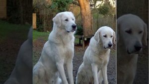 Турецкая собака породы Акбаш