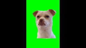 Футажи с котиками 🙀