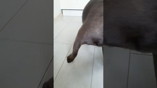 #актуально #раскруткаютуб #топ #интересно #юмор #животные #рекомендации #французскийбульдог #собаки смотреть онлайн