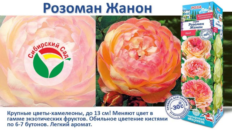 Роза Розоман Жанон (Шраб) от Агрофирмы "Сибирский сад"