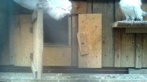 голуби якобины