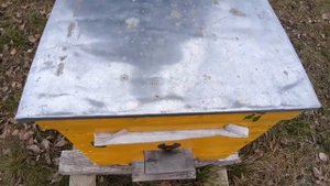 Зимовка пчел. Украинская степная в декабре