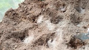 Томат ‘Янтарная гроздь’ F1. Тестирование семян на 7 дач. Ольга Кузина, Иваново