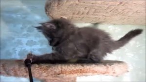 Котенок мейн-кун Magic Forest Daniel 8 недель