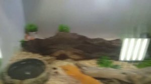 насекомые в тирариуме