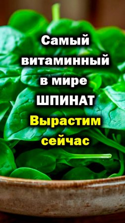 Шпинат это чудо, еда космонавтов. Еда800%+. Башинком, Дмитрий Скотников