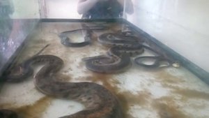 Страна Таиланд город Паттайя в марте 2017 года, часть 2.