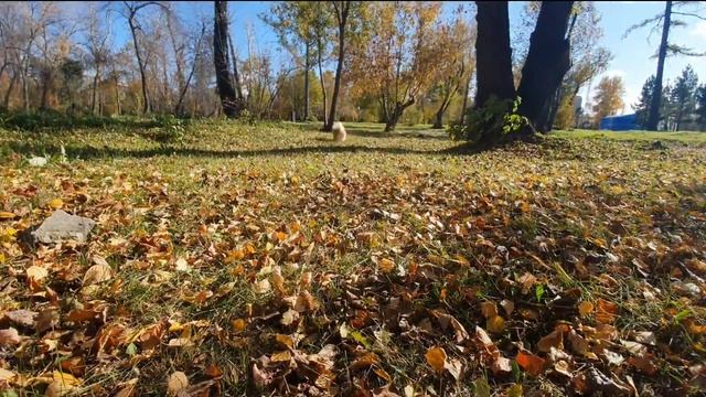 Бася Шпиц радуется шуршащей листве!