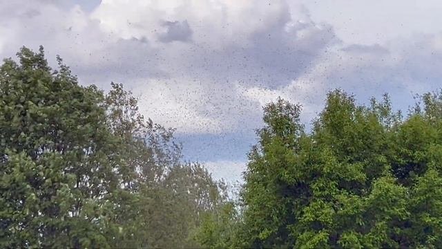 Рой