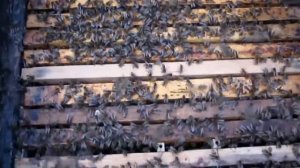 Пчеловодство. Как выводить  элитных маток с помощью Джентерского сота 1 часть. #Джентерский_сот