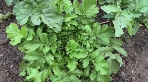 Когда убираю редьку